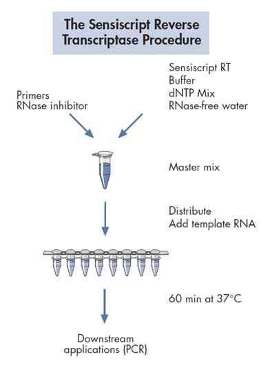 QIAGEN Sensiscript Reverse Transcription Kit를 이용한 RNA의 역전사 과정