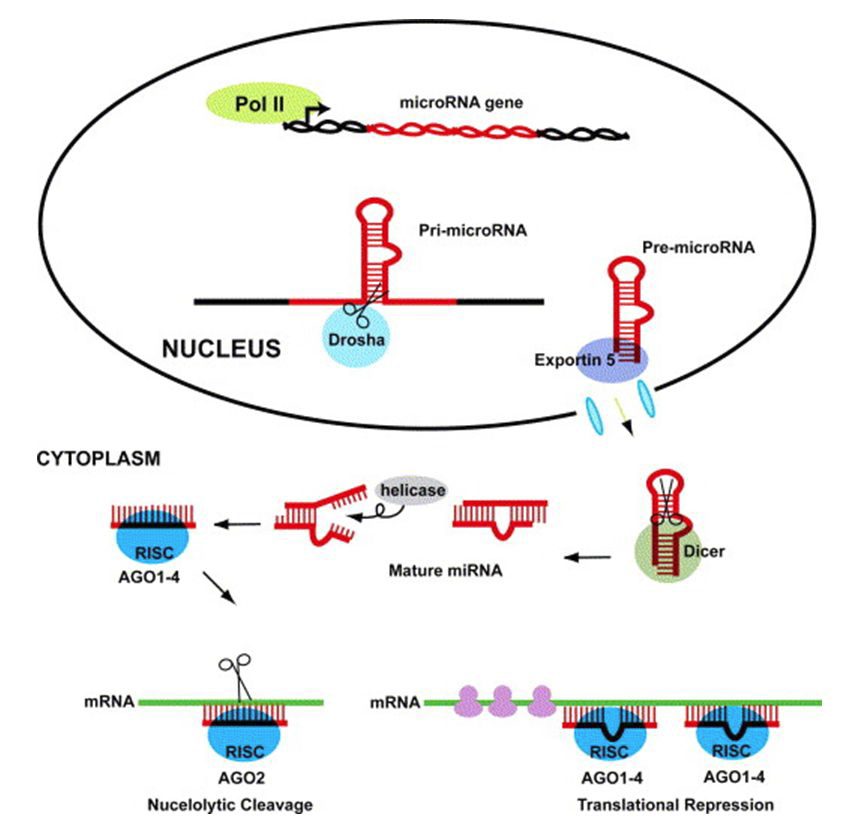 세포 내 microRNA (miRNA)의 기능