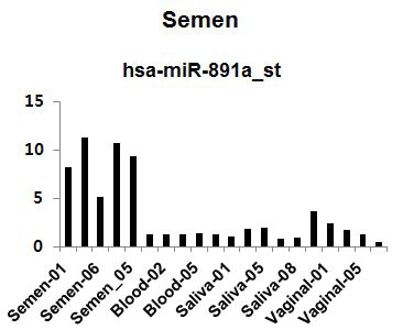 정액 특이적인 마커로 선별된 has-miR-894a의 발현 패턴