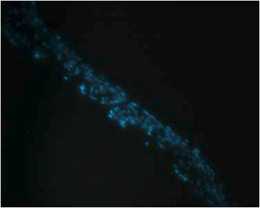 DAPI를 이용하여 형광염색한 봉한관의 핵 염색사진 - 긴 막대모양의 핵이 규칙적으로 배열되어있다.