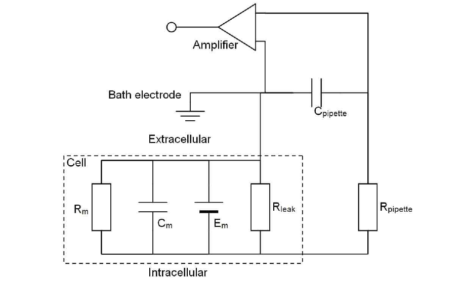 세포와 intracelluar recording 방식의 전기 모델