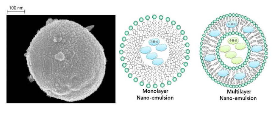 나노 리포좀의 SEM 이미지와 모식도