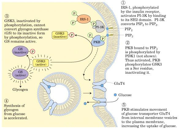 근육세포내 glucose 대사 관련 signaling