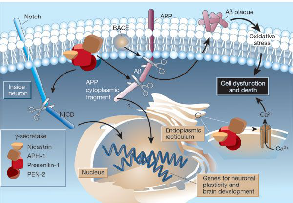 Amyloid β peptide 생성 기전