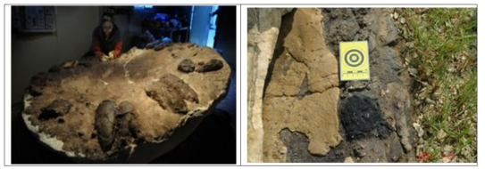 압해도 대형 공룡알둥지화석(좌)과 증도면 중대도 탄화목 화석(우)