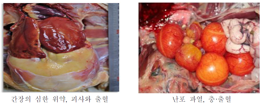 닭ㆍ오리의 주요 부검소견