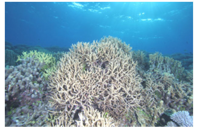 정점 2 지역 수심 5m 부근 산호 분포.