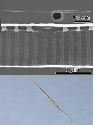 Pseudo-nitzschia delicatissima