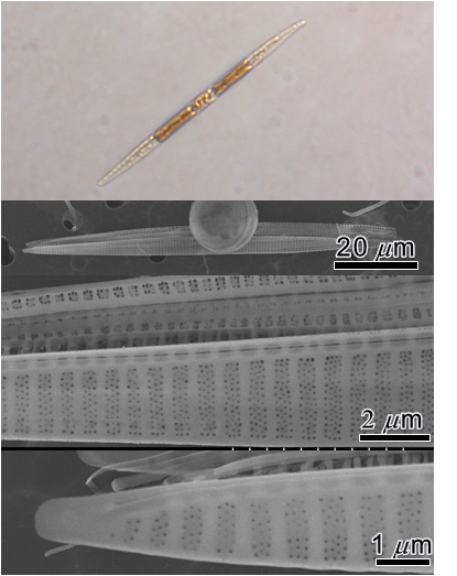 Pseudo-nitzschia multiseries