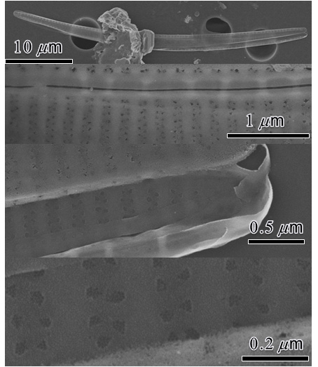 Pseudo-nitzschia cf. subcurvata