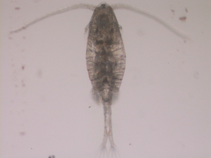 Pseudodiaptomus marinus