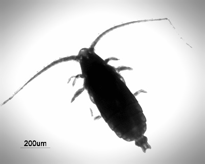 Eucalanus californicus