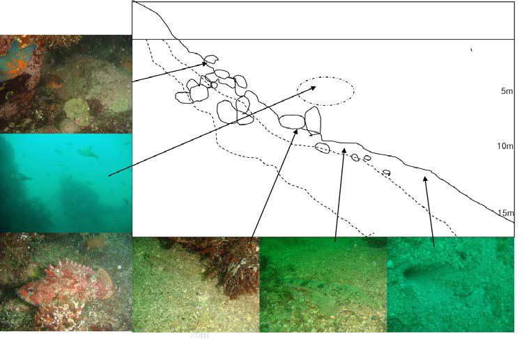 대매물도 북쪽 연안(St. 5)의 수중지형과 주요 어종 분포도.