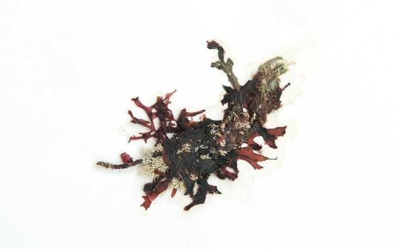 Acrosorium yendoi