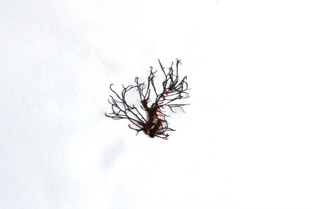 Hypnea japonica