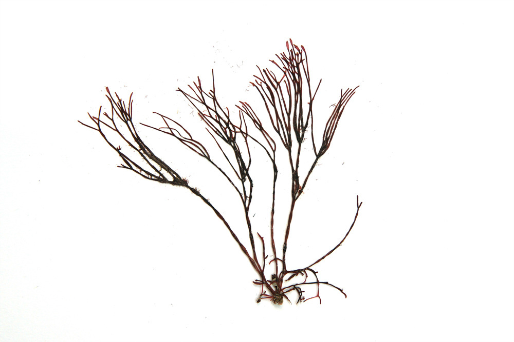 Lomentaria hakodatensis