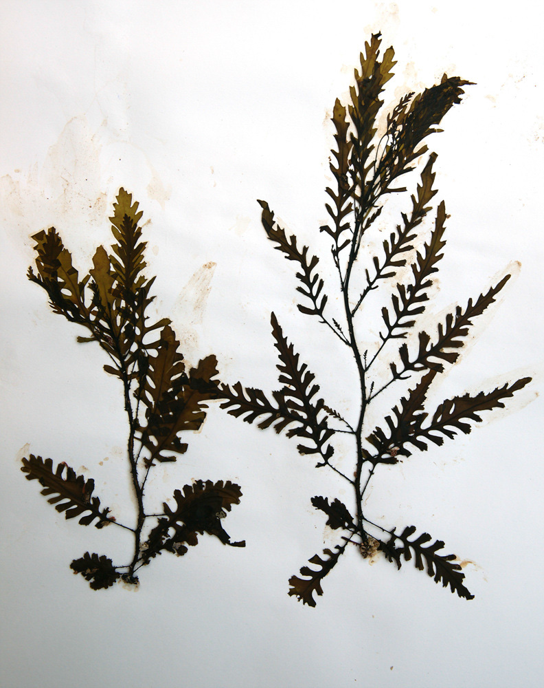 Sargassum horneri