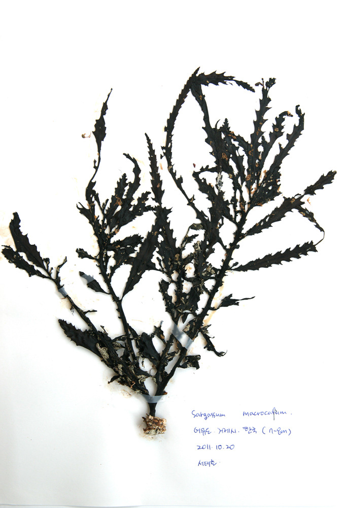 Sagarssum macrocarpum