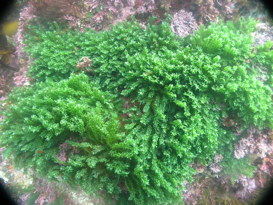 Caulerpa okamurae