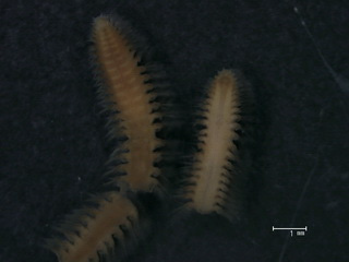 Aglaophamus sp.