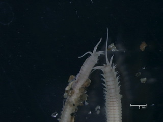 Nothria sp. 긴목집갯지렁이 속