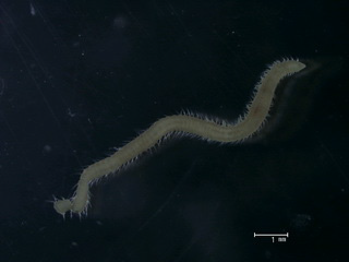 Praraonella sp.