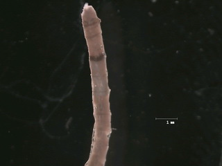 Mesochaetopterus sp. 밀짚날개갯지렁이