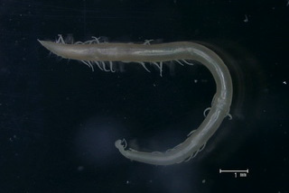 Ammotrypanes sp. 매끈요정갯지렁이 속