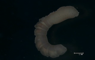 Notomastus sp. 가는버들갯지렁이 속