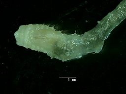 Amphisamytha sp. 고리사슴갯지렁이 속