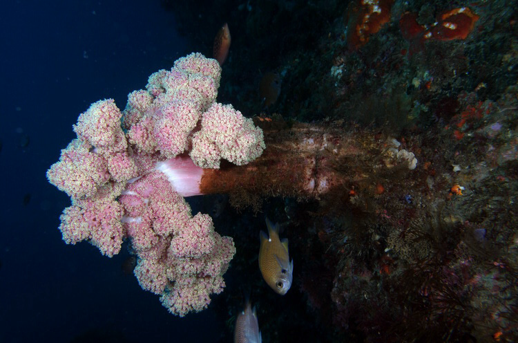 Dendronephthya spinulosa 가시수지맨드라미