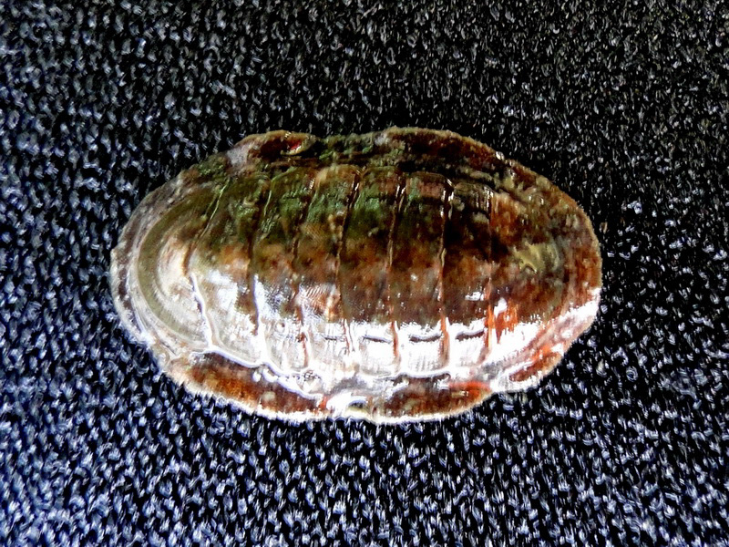 Ischnochiton hakodadensis 굵은줄연두군부