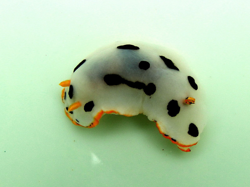 Chromodoris orientalis 흰갯민숭달팽이