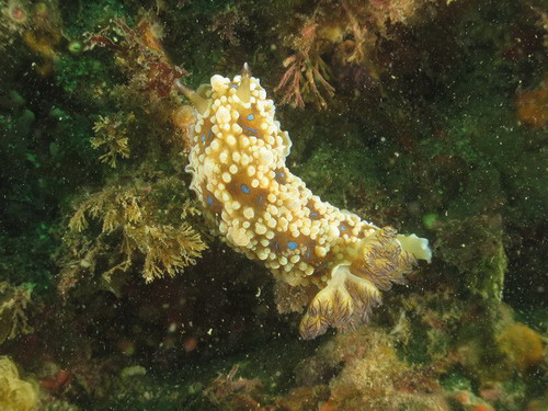 Dendrodoris denisoni 여왕갯민숭달팽이