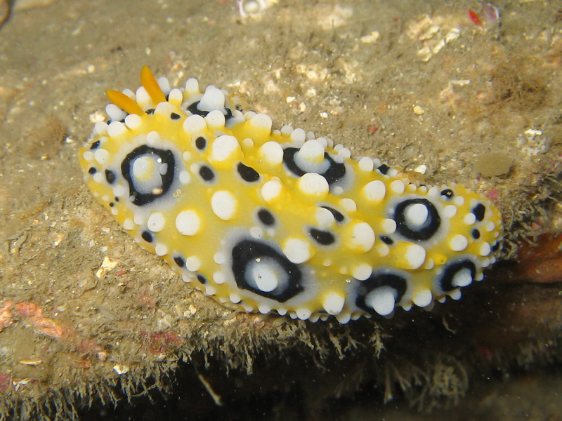 Phyllidia ocellata 혹고리갯민숭이