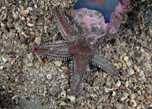 Astropecten polyacanthus 가시불가사리