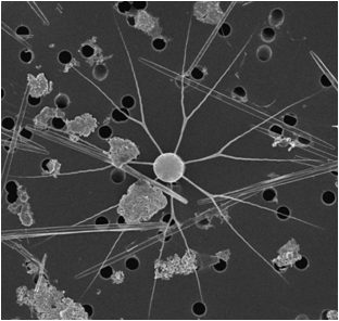 Bacteriastrum delicatulum