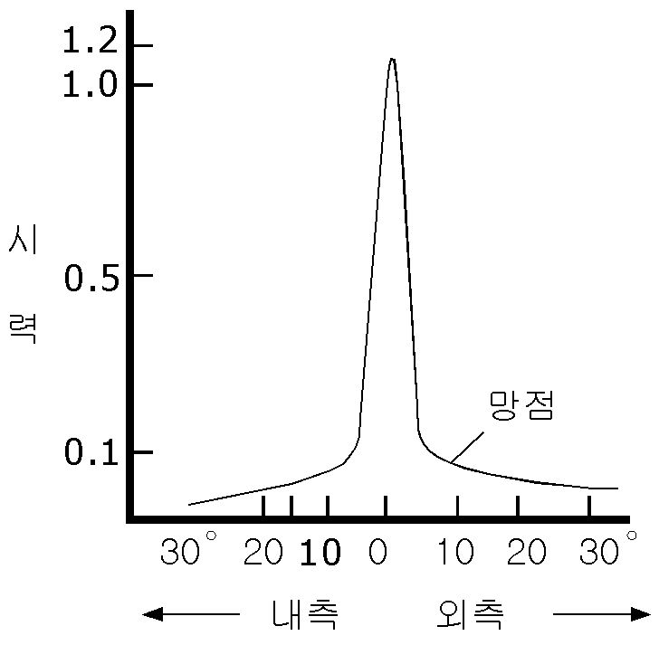 망막 위치와 시력의 관계