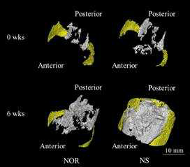 Three-dimensional micro-CT images of the abdominal adipose tissues taken at 0 and 6 weeks (wks) are shown.