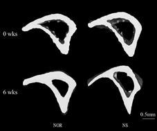 Representative 3D micro-CT images of the cortical bone at 0 and 6 weeks.