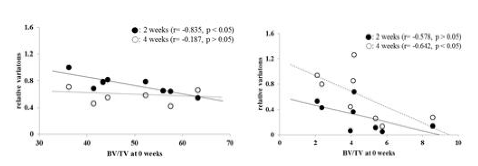 Correlation between BV/TV at 0 weeks and the relative variation at 2 weeks or 4 weeks of each bone after SNI