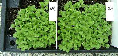 The growth of lettuce in hard soil with composting soil (B) and without composting soil (A)