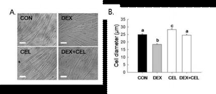 (A) Representative photographs of C2C12 myotubes for the CON, DEX, CEL and DEX+CEL treatments. White bars = 100 μm. (B) Comparison of the cell diameters among the four groups measured after the complete experiments.