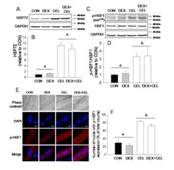 Upregulation of HSP72 and p-HSF1 expression and the preferential nuclear localization of p-HSF1 in the CEL treated C2C12 myotubes.