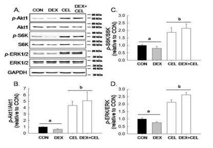 Phosphorylation of Akt1, S6K and ERK1/2 by CEL in C2C12 myotubes.