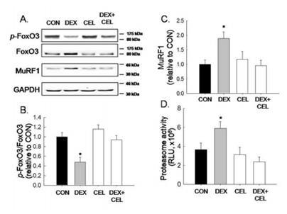 Abolishment of DEX-mediated proteolytic activities by CEL.