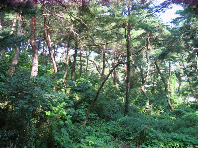 산림유전자원보호림: 대전광역시 동구 이사동 2