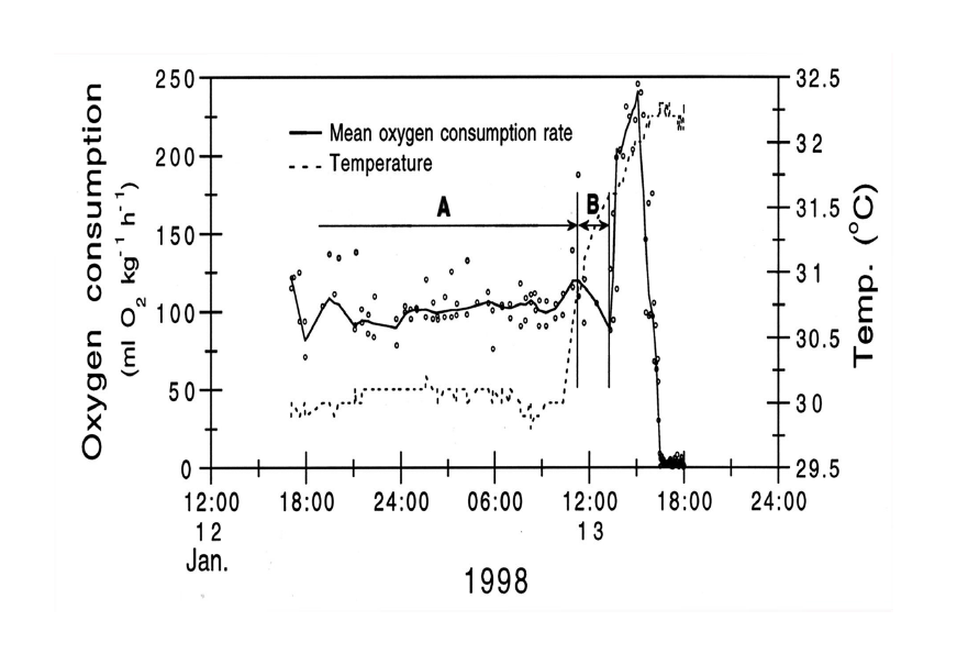수온증가에 따른 조피볼락의 호흡률 변화(Kim et.al.2003).