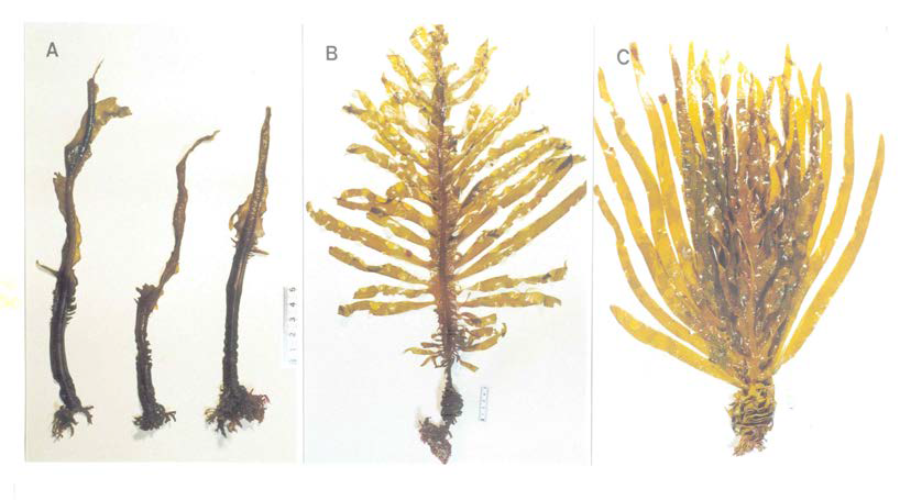 고리원전 배수구 부근에서 채집된 미역(A)과 인근의 문동리 해안에서 채집된 미역(B와 C)의 엽체 비교 사진(김 등 1998).