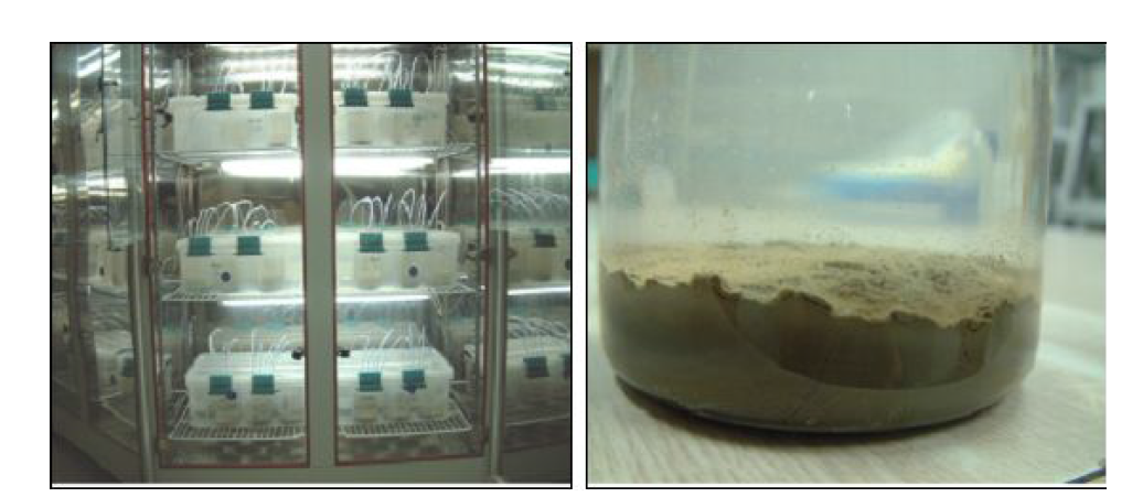 부산연안 퇴적물에 대한 해산 저서성 단각류 급성 10-day배양실험 장면